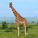 Image of Nubian Giraffe
