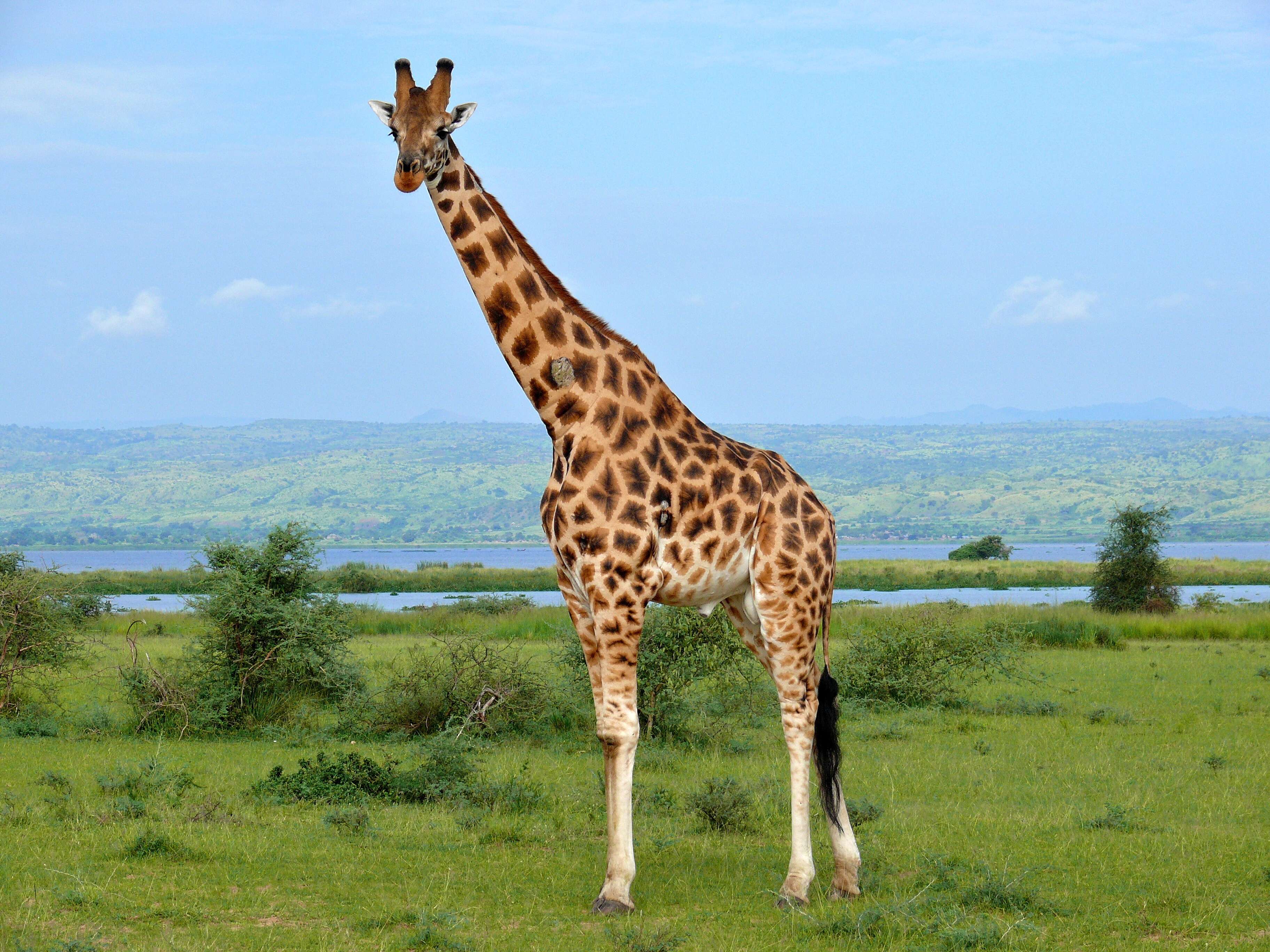 Image of Nubian Giraffe