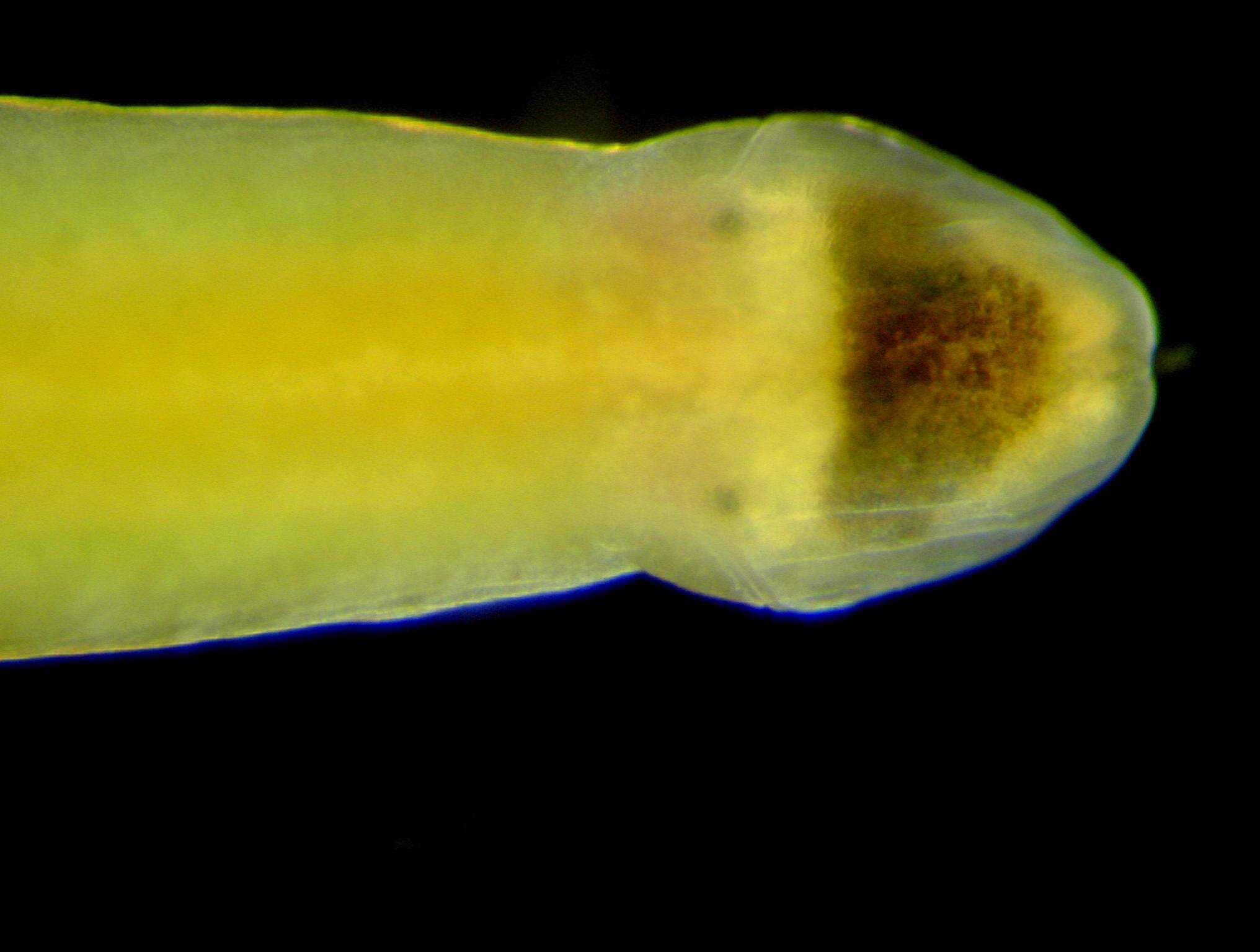 Imagem de Tetrastemmatidae