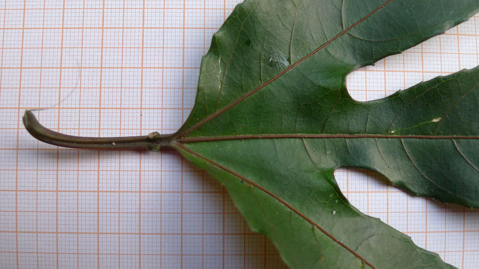 Image of Passiflora cacao Bernacci & M. M. Souza