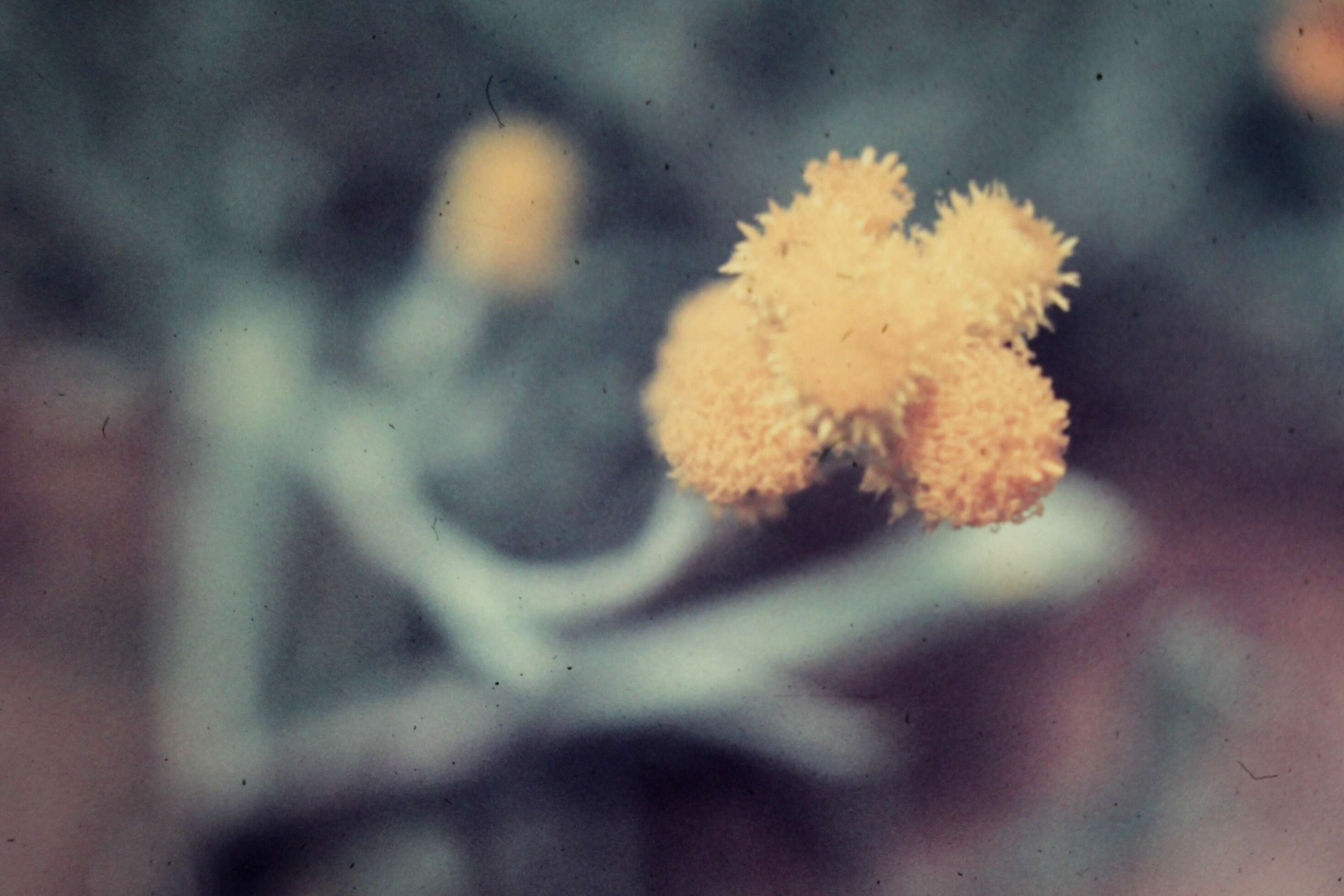 Image of Chrysocephalum apiculatum (Labill.) Steetz