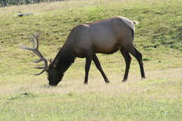 Image of North American elk