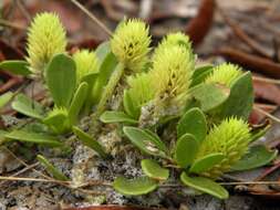 Image of Milkwort