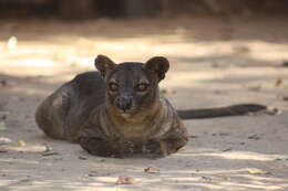 Image of Malagasy carnivores