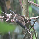 Image of Straight-billed Hermit