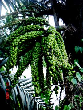 Image of arenga palm