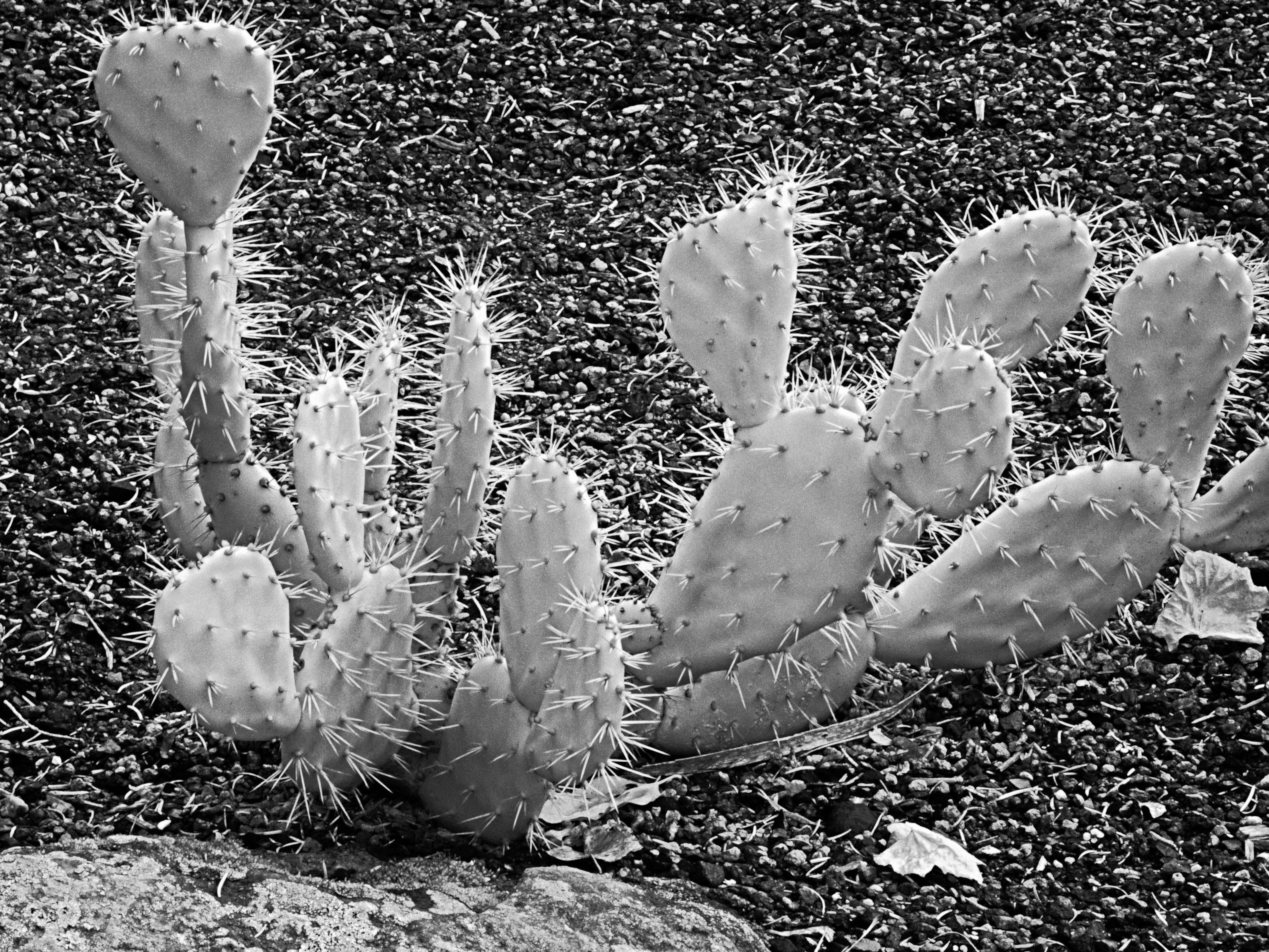 Image of Brownspine Pricklypear