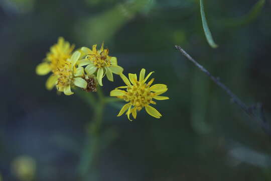 Image of snakeweed