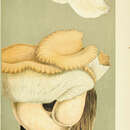 Pleurotus craspedius (Fr.) Gillet 1876 resmi