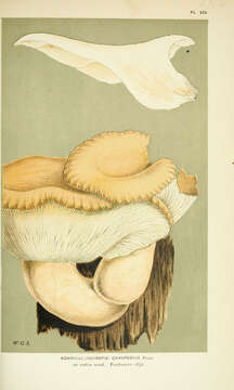 Image of Pleurotus craspedius (Fr.) Gillet 1876