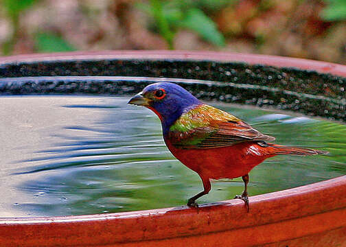 Image of Painted Bunting