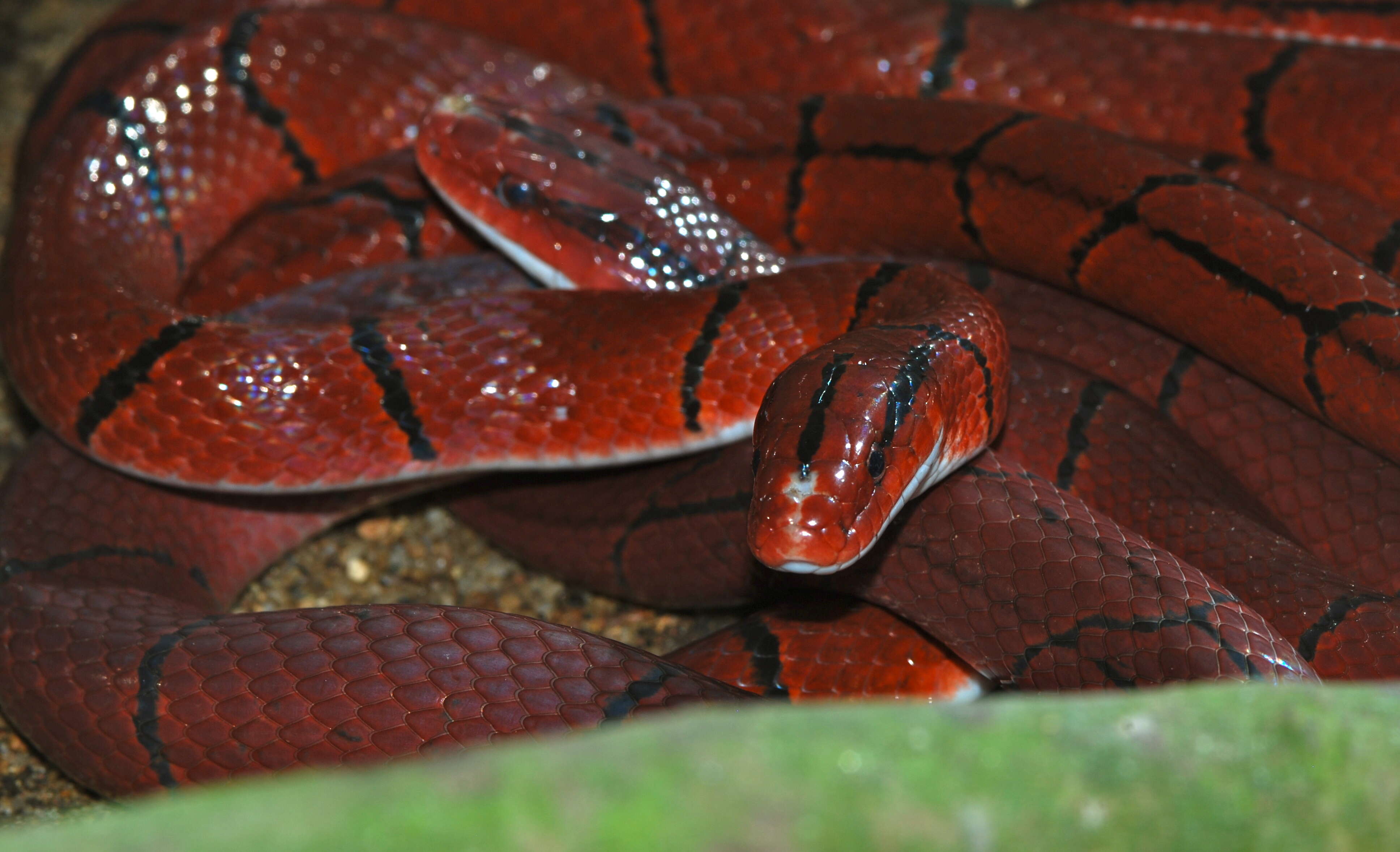 Image of Oreocryptophis Utiger, Schätti & Helfenberger 2005