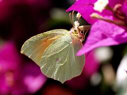 Image of Brimstones