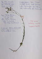 Image of Narrow-leaved Flax