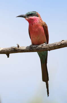 Image of Southern Carmine Bee-eater