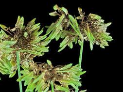 Слика од Cyperus eragrostis Lam.