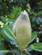 Image of magnolia