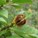 Image of Hibiscus scottii Balf. fil.