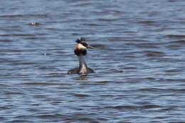 Image of Podiceps Latham 1787