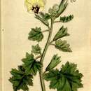 Image of Golden Henbane