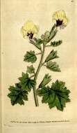 Image of henbane