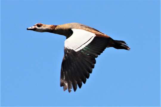 Image of Egyptian Goose