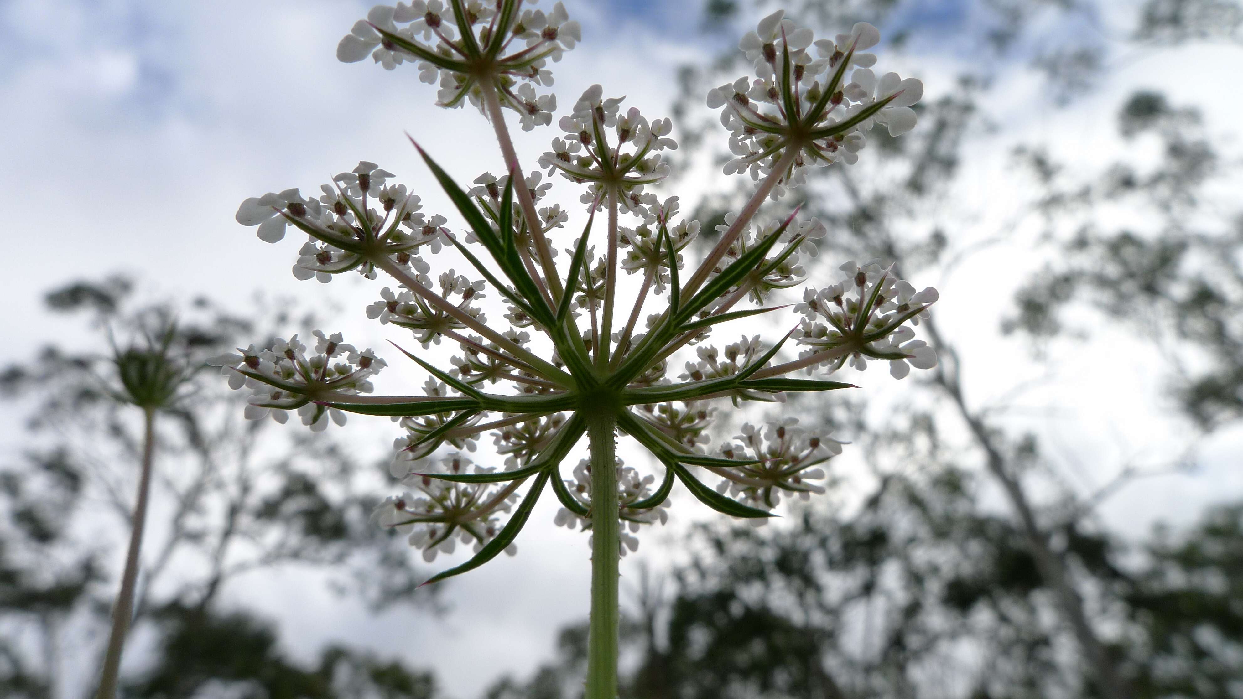 Image of wild carrot