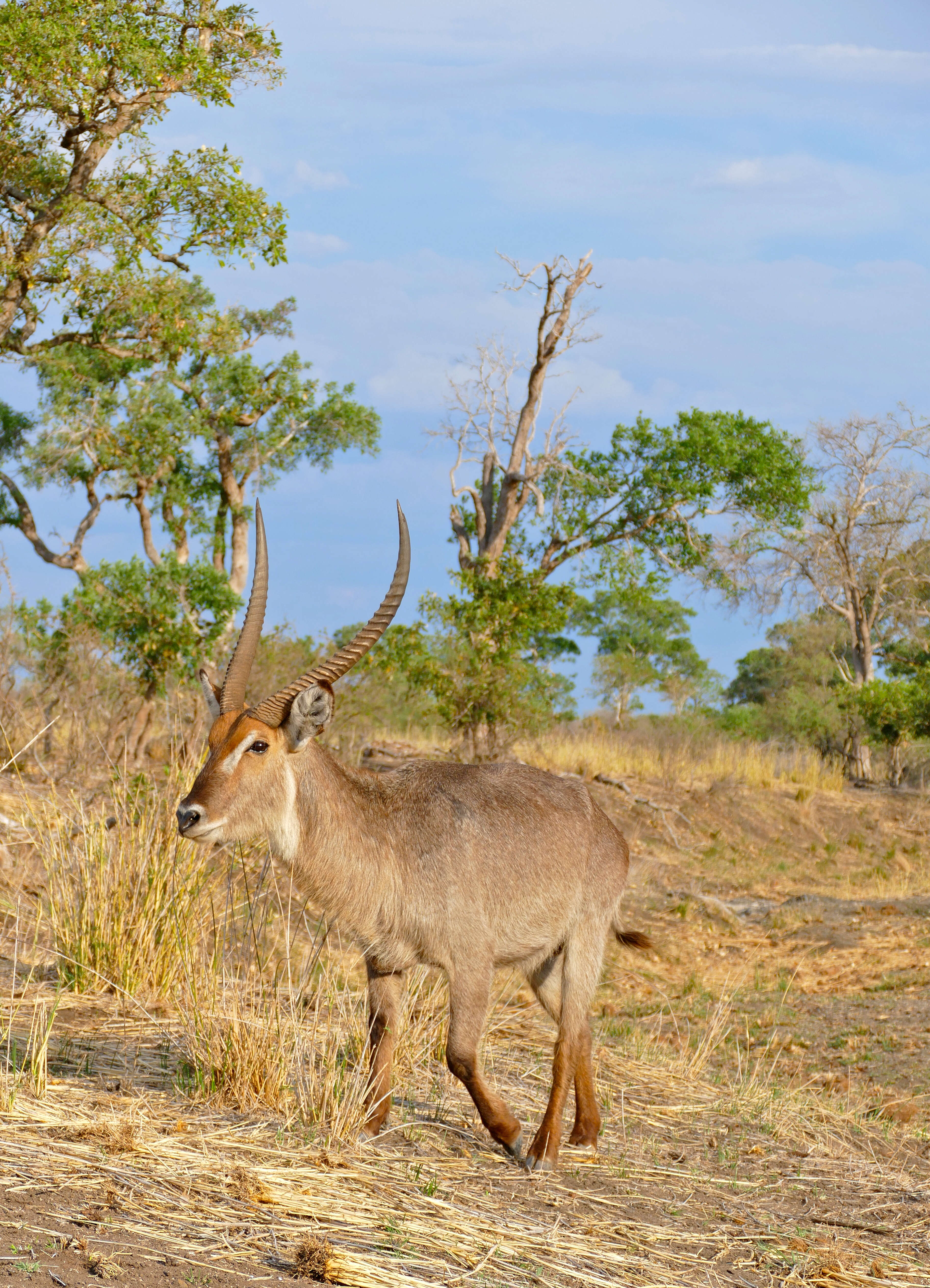 Image of Reduncinae