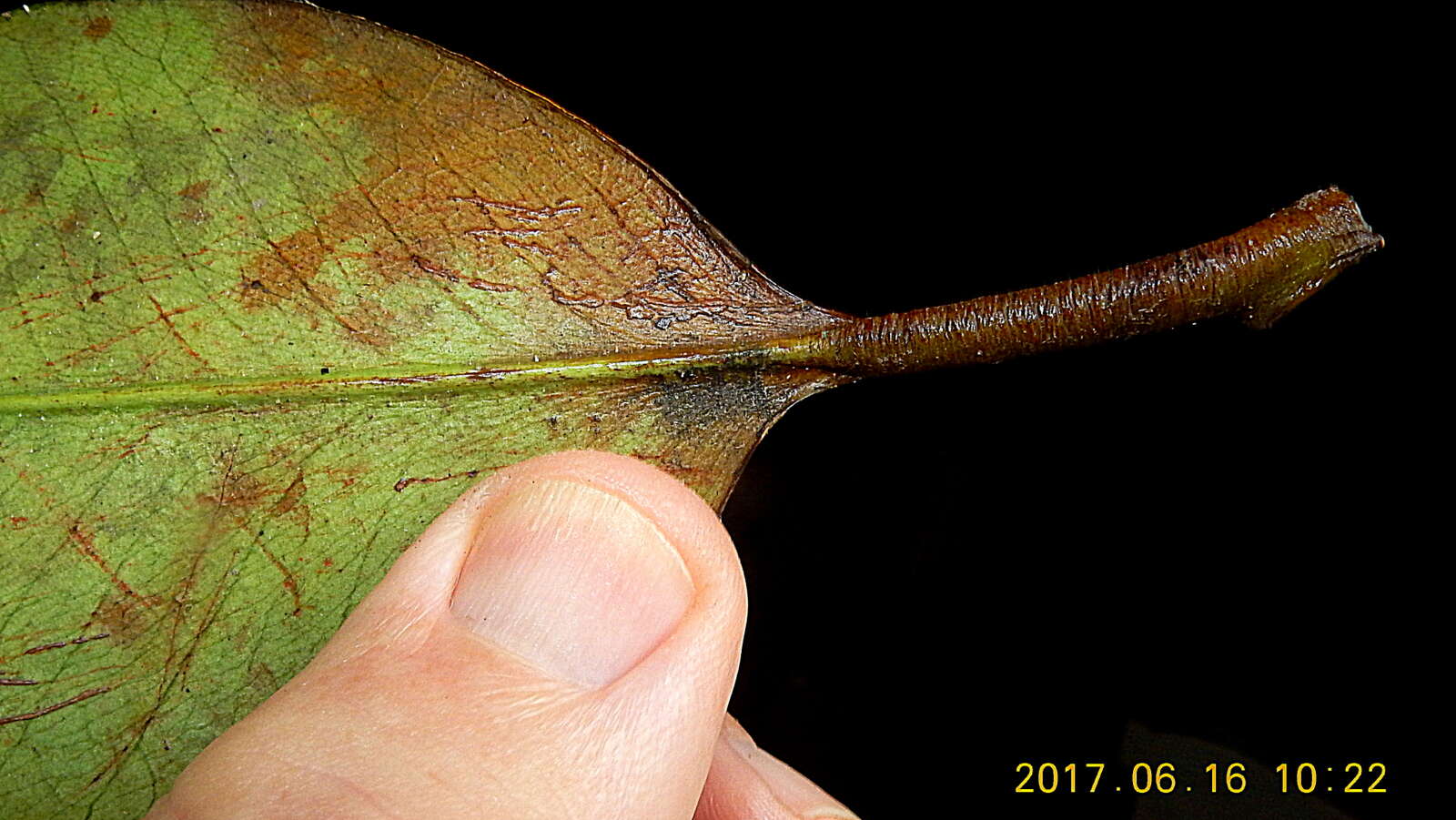 Image of Garcinia macrophylla Mart.