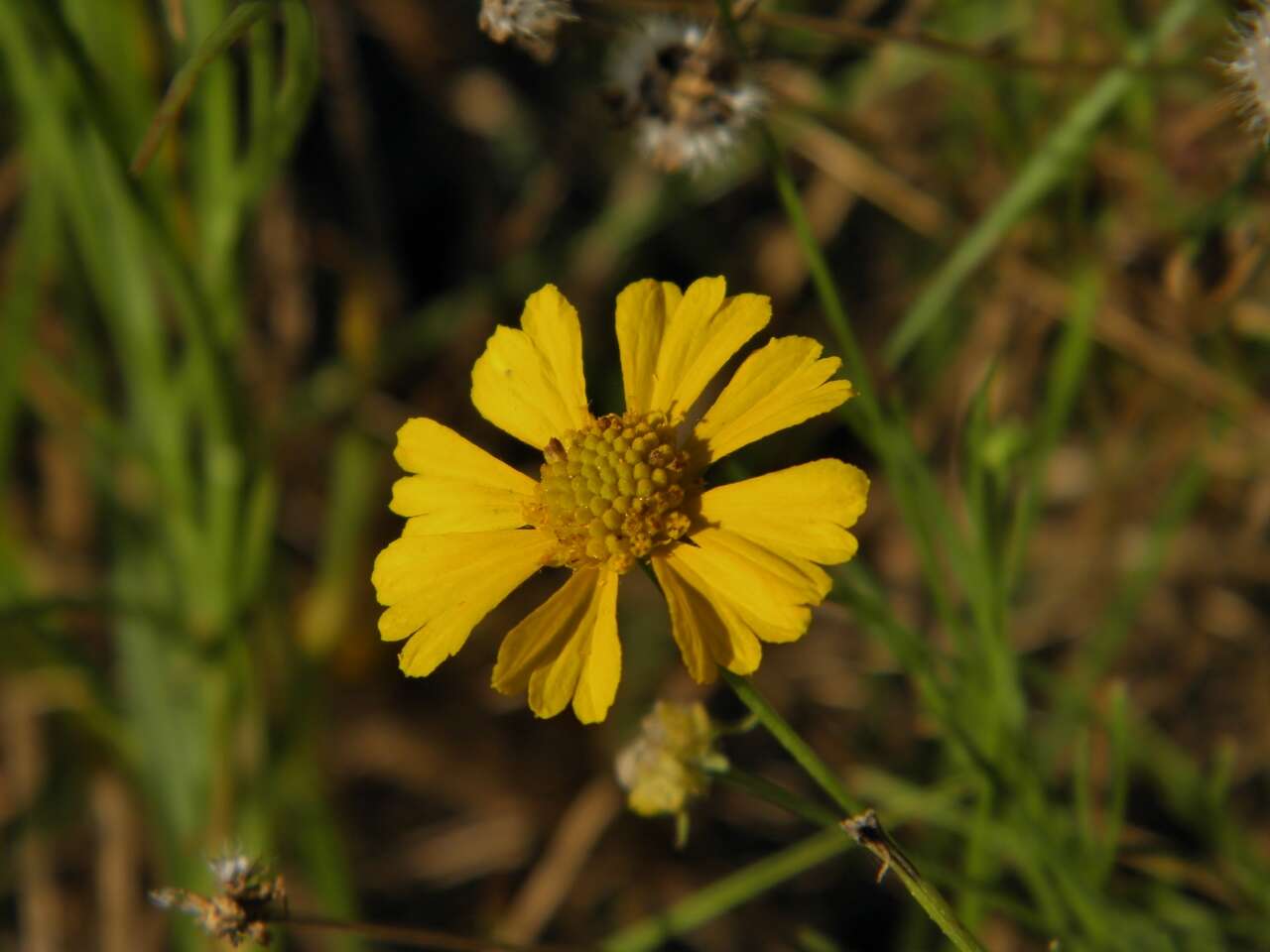 Image of sneezeweed