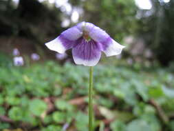 Image of Viola banksii K. R. Thiele & Prober