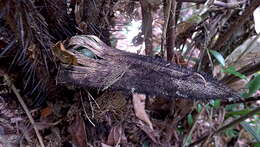 Image of Bactris acanthocarpa Mart.