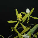 Image of Encyclia stellata (Lindl.) Schltr.
