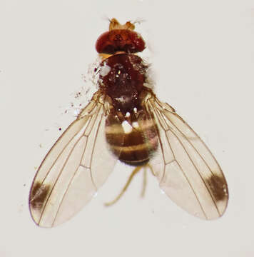 Image of fruit fly