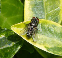 Image of flesh flies