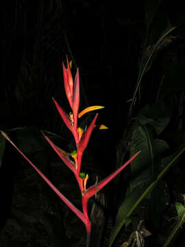 Image of Heliconia osaensis Cufod.