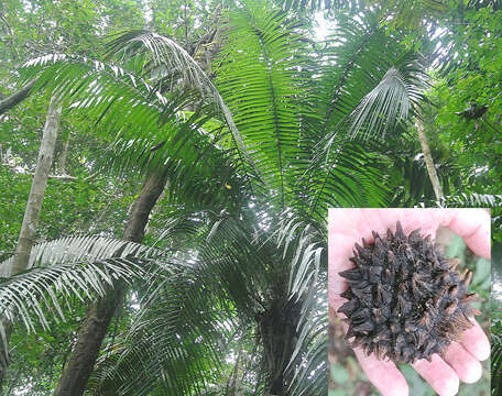 Image of nut palm