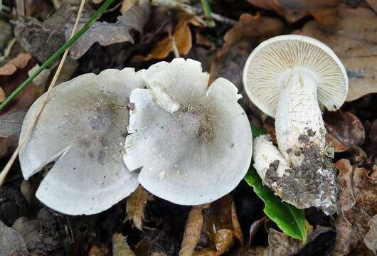 Image of Clitocybe nebularis (Batsch) P. Kumm. 1871