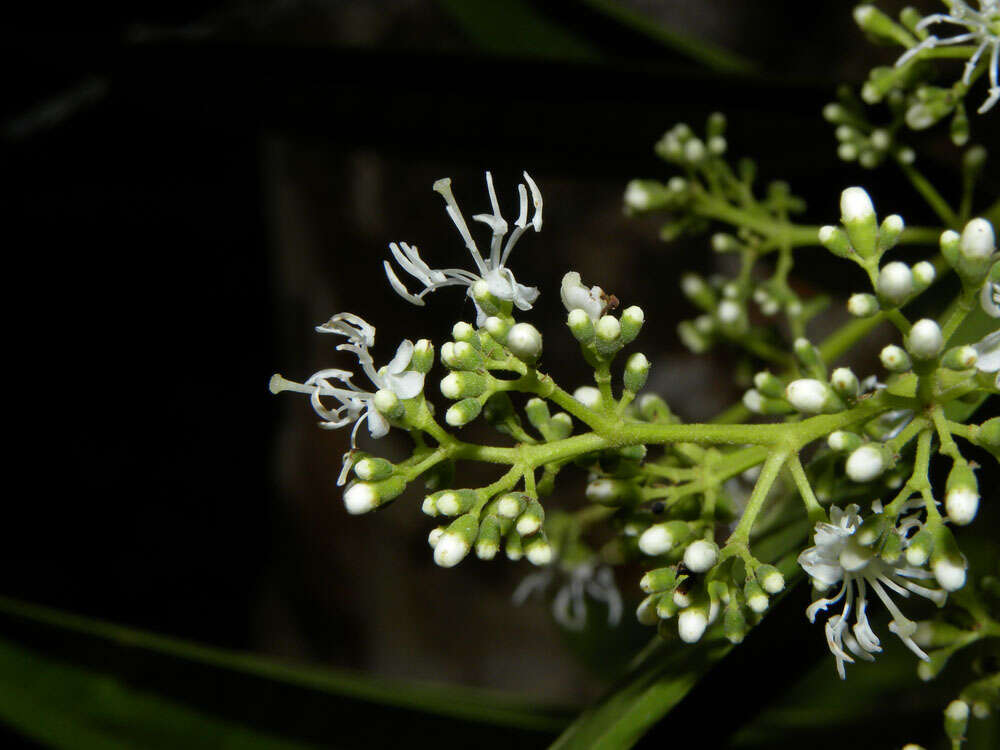 Image of Miconia poeppigii Triana