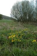 Image of yellow marsh marigold