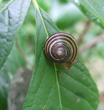 Image of Brown Lipped Snail