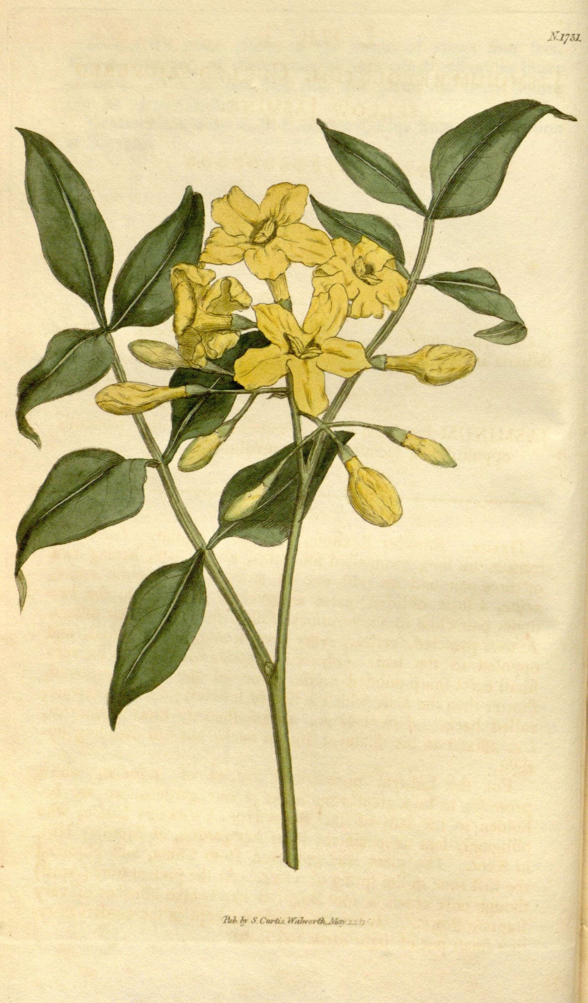 Plancia ëd Chrysojasminum