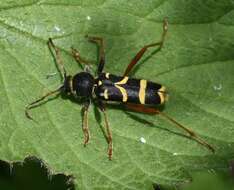 Image of Clytus arietis