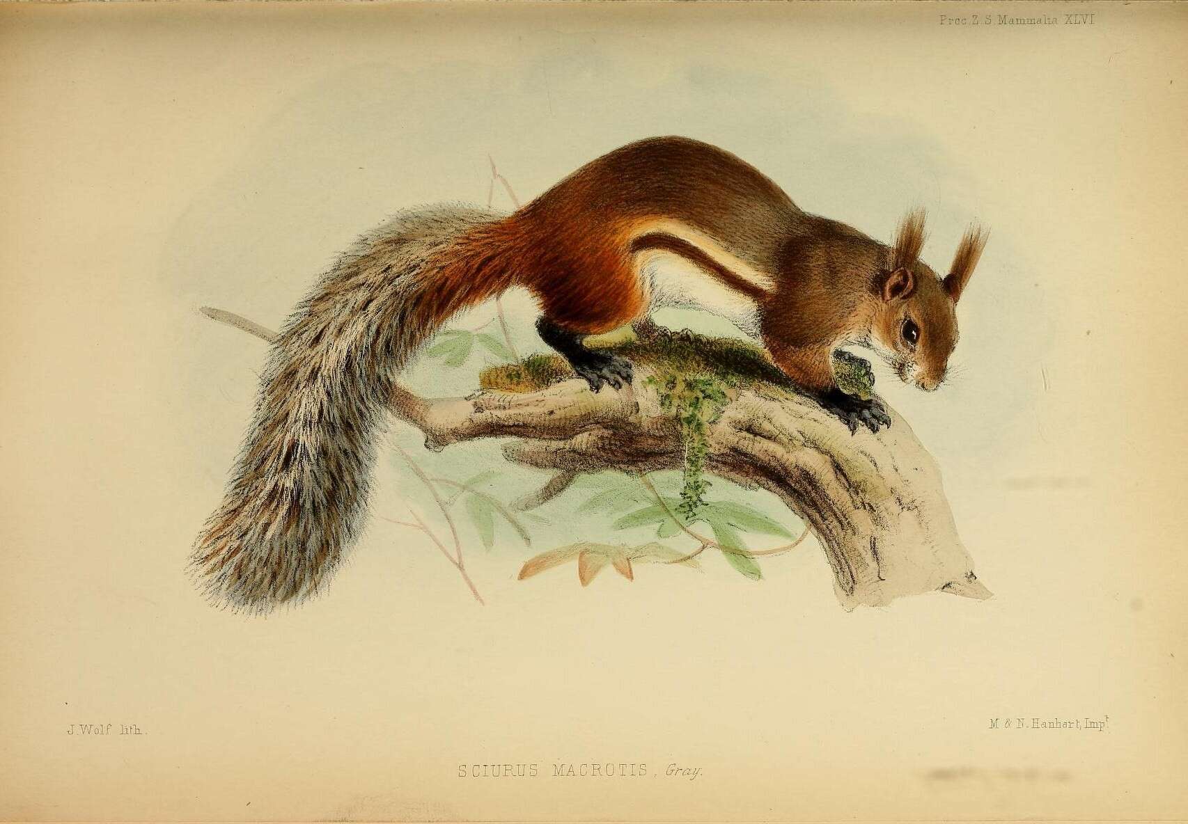 Imagem de Idiurus Matschie 1894