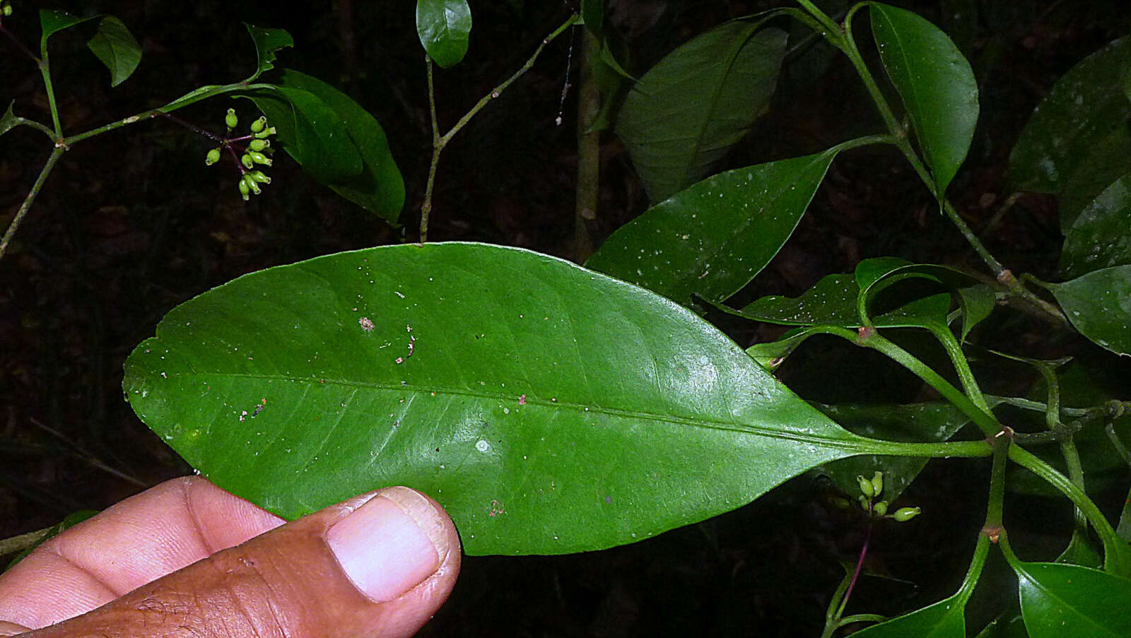 Image of Nyctagynaceae