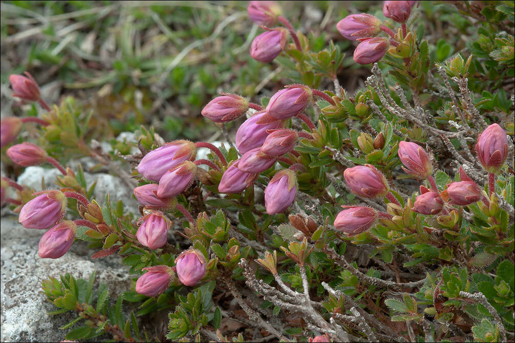 Image of Rhodothamnus