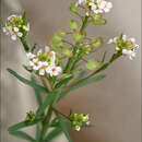 Image of Aethionema saxatile subsp. saxatile
