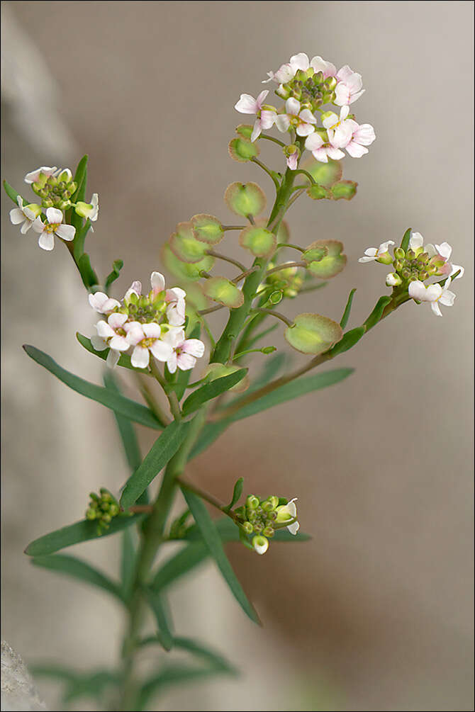 Image of Burnt Candytuft