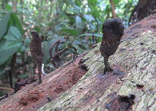 Plancia ëd Xylaria longipes Nitschke 1867