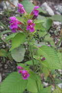 Image of hempnettle